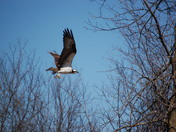 Going Home for Lunch