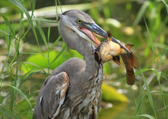 Everglades National Park