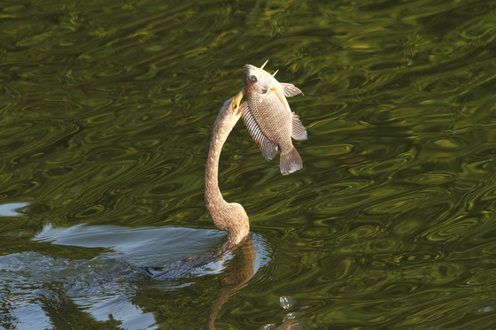 Everglades National Park