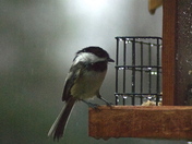 Bedraggled Chickadee
