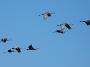 Cranes in Flight