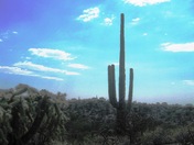 Saguaro National Park - East
