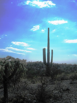 Saguaro National Park - East