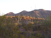 Saguaro National Park West