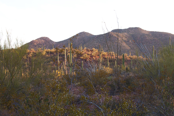 Saguaro National Park West