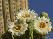 Saguaro National Park West