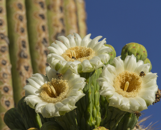 Saguaro National Park West