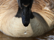 Outarde / Canadian geese !