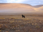 Arctic National Wildlife Refuge
