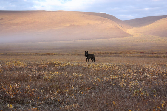 Arctic National Wildlife Refuge