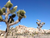Joshua Tree National Park