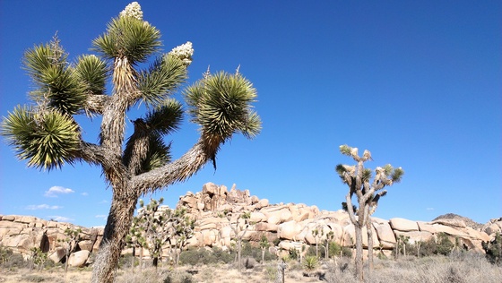 Joshua Tree National Park
