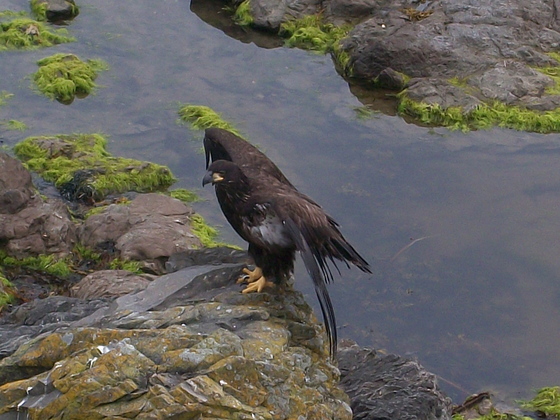 Olympic National Park