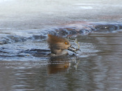 Fishing Merganser