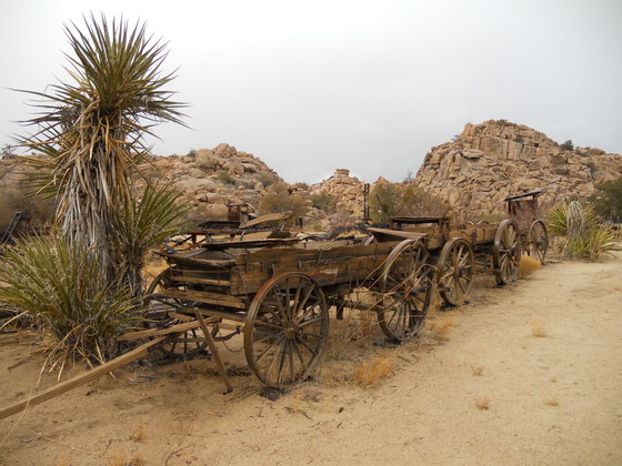 Joshua Tree NP