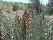 BLM land Arizona upper burro Creek