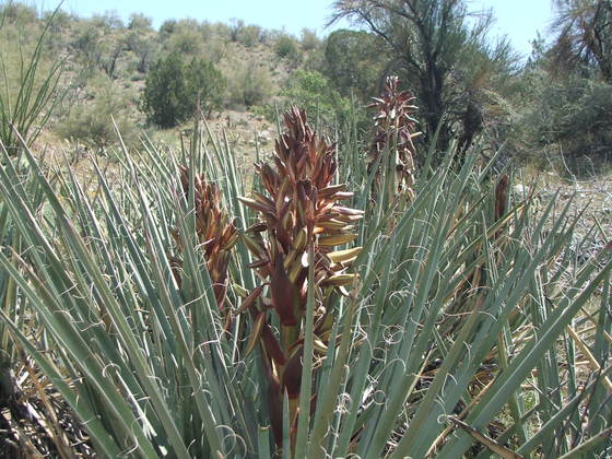 BLM land Arizona upper burro Creek