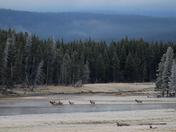 Yellowstone National park
