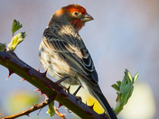 House Finch