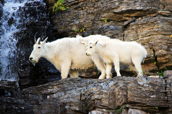 Glacier National Park