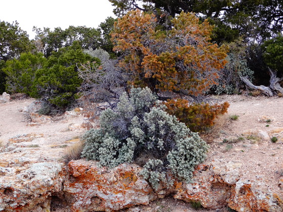 Grand Canyon National Park