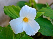 First Trillium