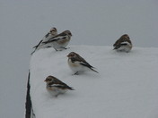 Snow Bunting
