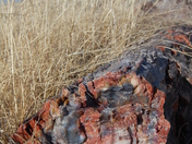 Petrified Forest National Park