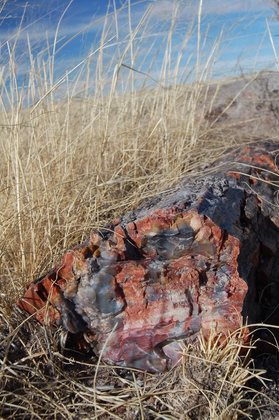 Petrified Forest National Park