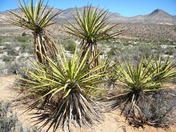 Red Rock Canyon National Conservation Area