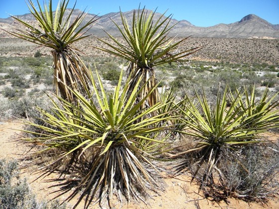 Red Rock Canyon National Conservation Area