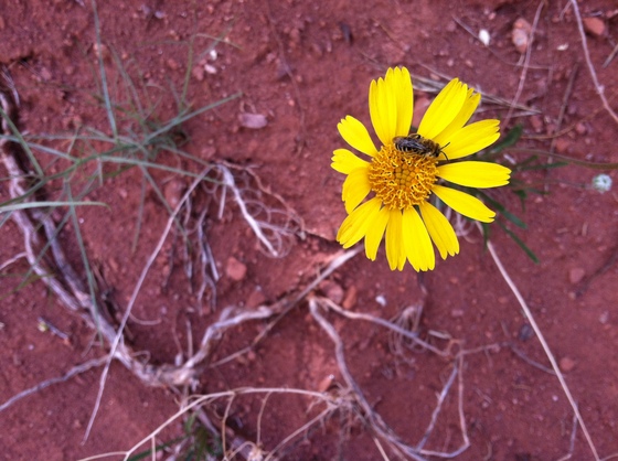 Mary Jane Canyon