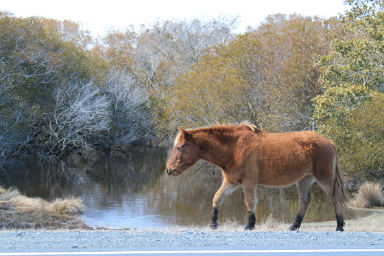 assategue