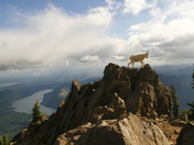 Olympic National Forest 