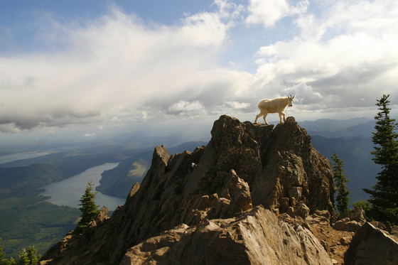 Olympic National Forest 