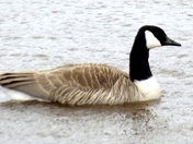 Canadian Goose