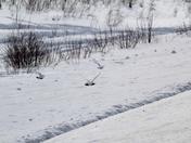 Black Triangles in the air