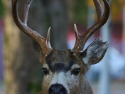 A Buck or Two