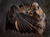 Flight of the Great Horned
