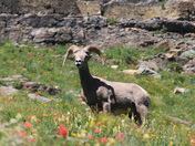 Glacier National Park