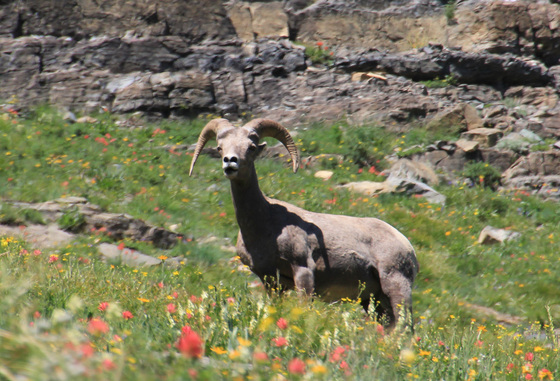 Glacier National Park