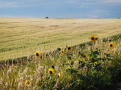 Wild Sunflowers