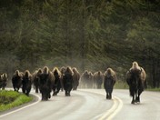 Yellowstone Nat'l Park