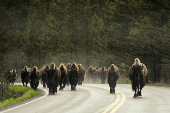 Yellowstone Nat'l Park