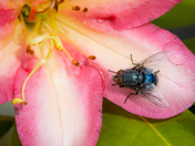 Blue Bottle Fly