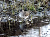 Bird Dining and Bathing