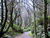 Forest Path