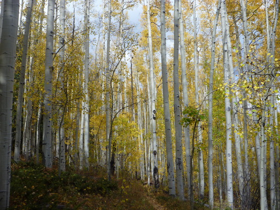 USFS