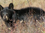Grand Teton National Park
