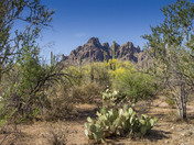 Ironwood Forest National Monument